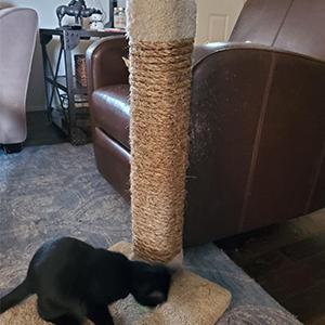 cat scratch post rope