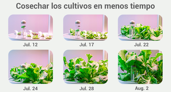 Crecimiento más rápido que el cultivo en tierra